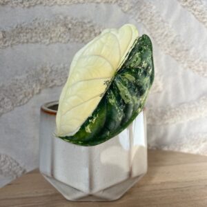 Featured product image