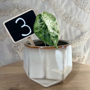Featured product image