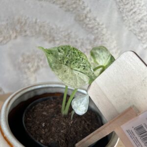 Gallery product image