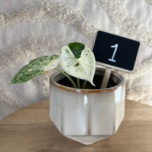 Featured product image