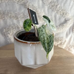 Gallery product image