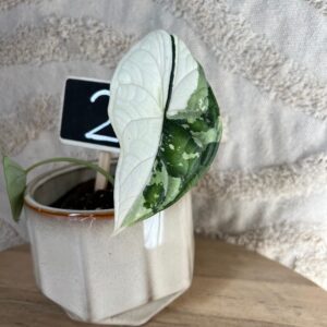 Featured product image