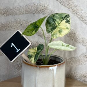 Featured product image