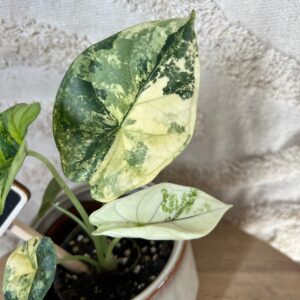 Gallery product image