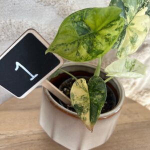 Gallery product image