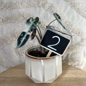 Gallery product image