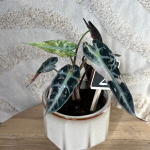 Featured product image