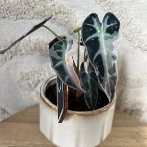 Gallery product image