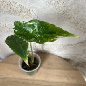 Featured product image