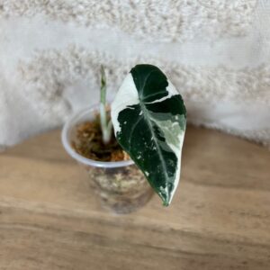 Featured product image