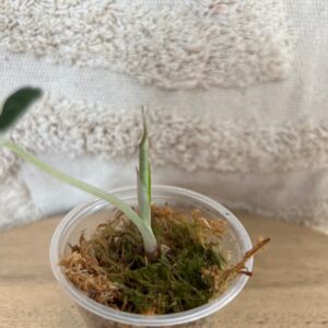 Gallery product image