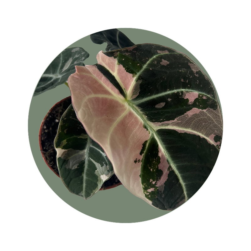 Alocasia’s