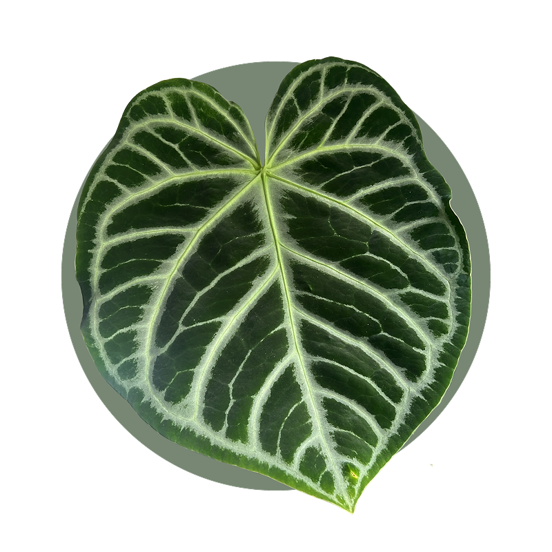 Anthuriums