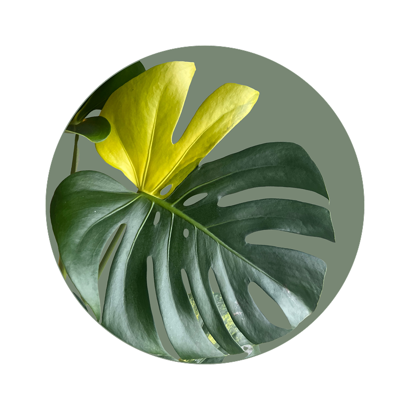 Monstera’s