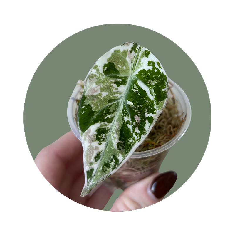 Baby plantjes
