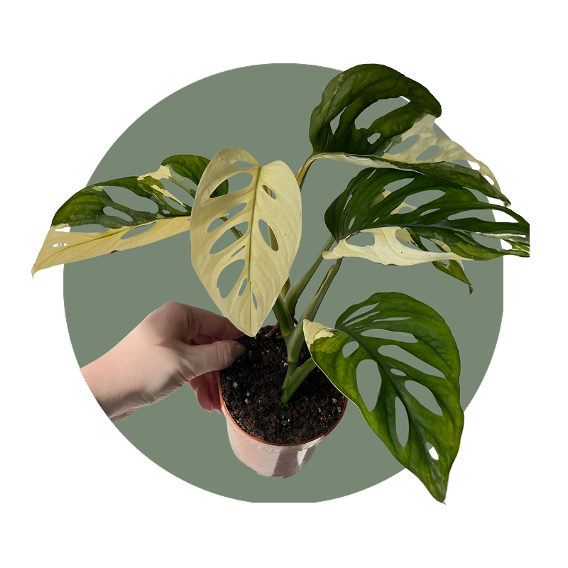 Variegata planten