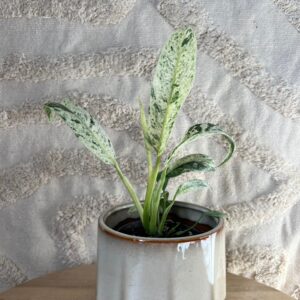 Featured product image