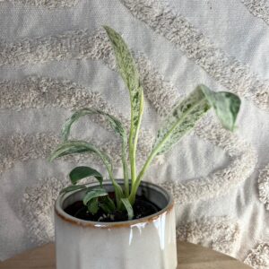 Gallery product image