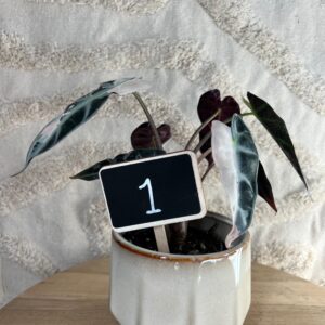 Featured product image