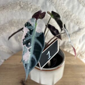 Gallery product image