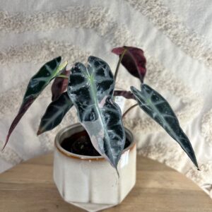 Gallery product image