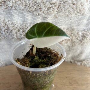 Featured product image