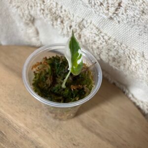 Featured product image