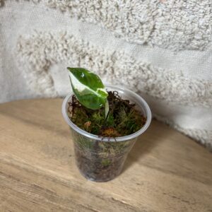 Featured product image