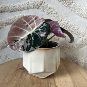 Featured product image