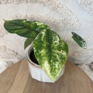 Featured product image