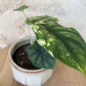 Gallery product image