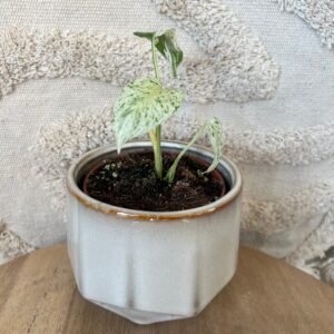 Featured product image
