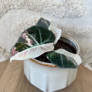 Featured product image
