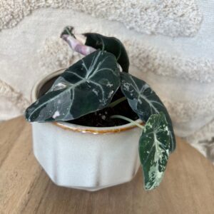 Gallery product image