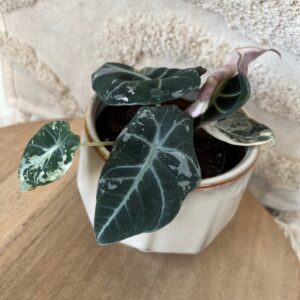 Featured product image